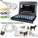 Veterinary Portable Ultrasound Scanner Ultrasound Machine Convex Probe Pig/goat
